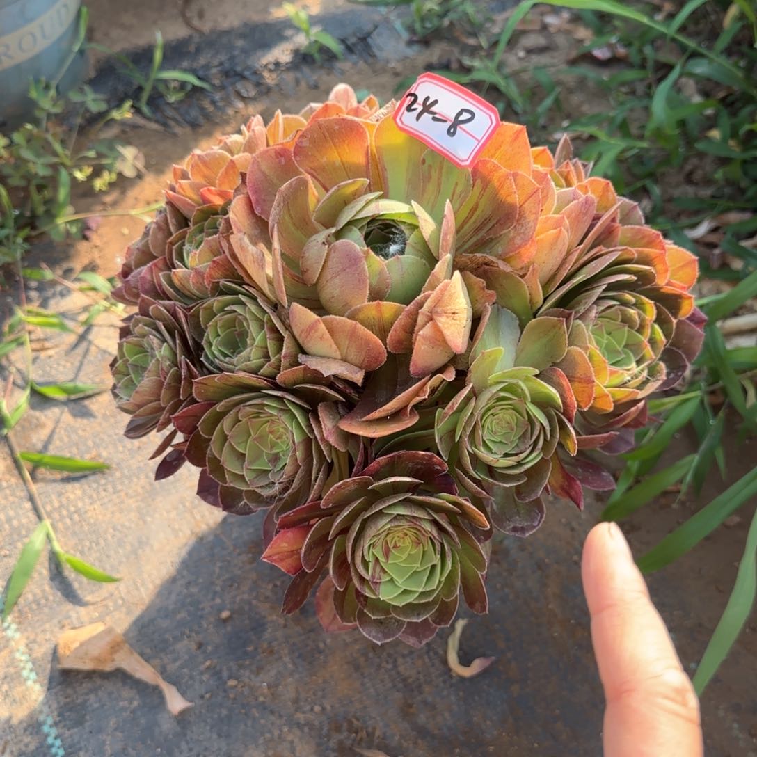 24-8万圣节地理多肉植物