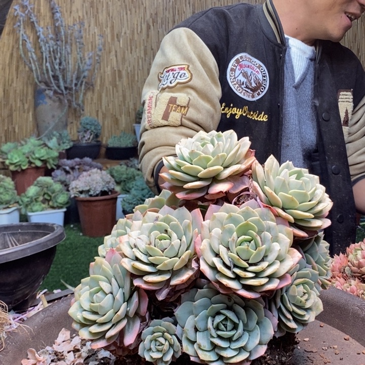 豹***豹449 号恋曲多肉植物
