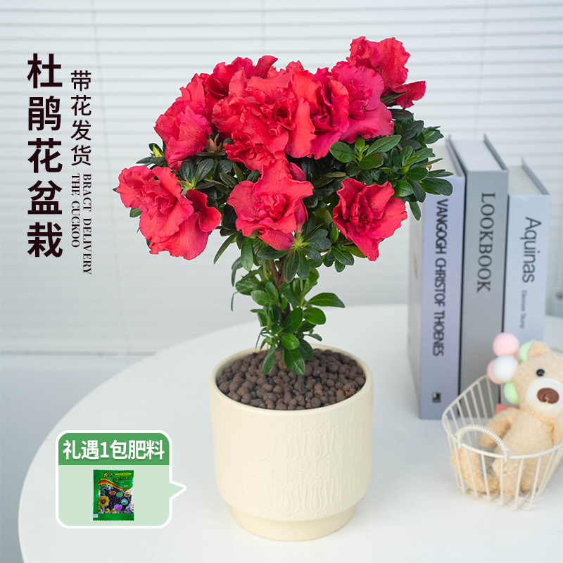 【创享绿洲】梅红杜鹃带花盆种好发货带花苞观花植物盆景花卉绿植