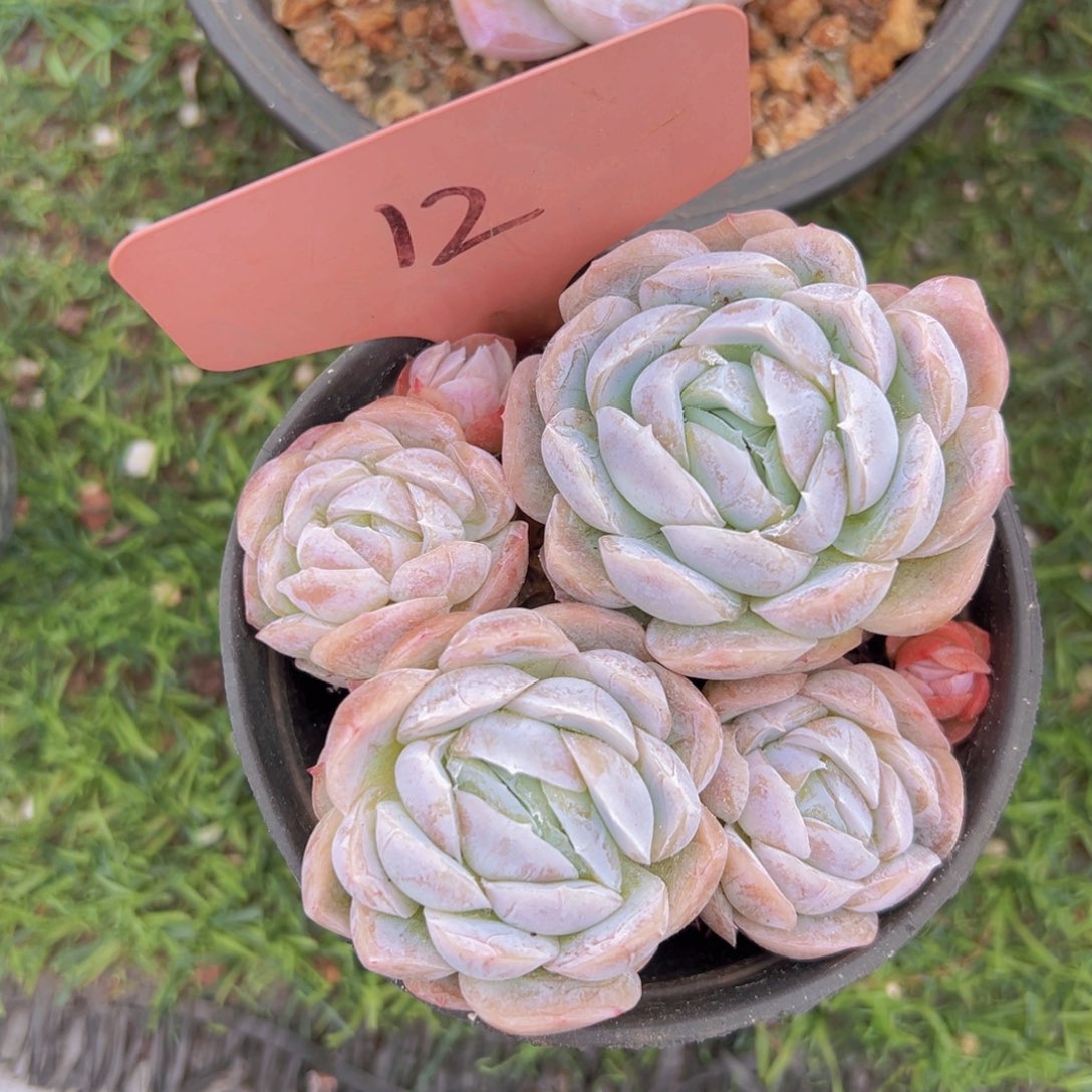 香玉的故事是一个人的