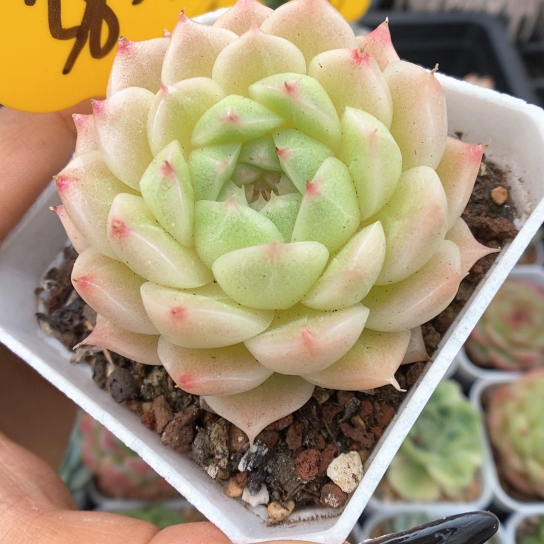 珠光麦秆可拍3831号
