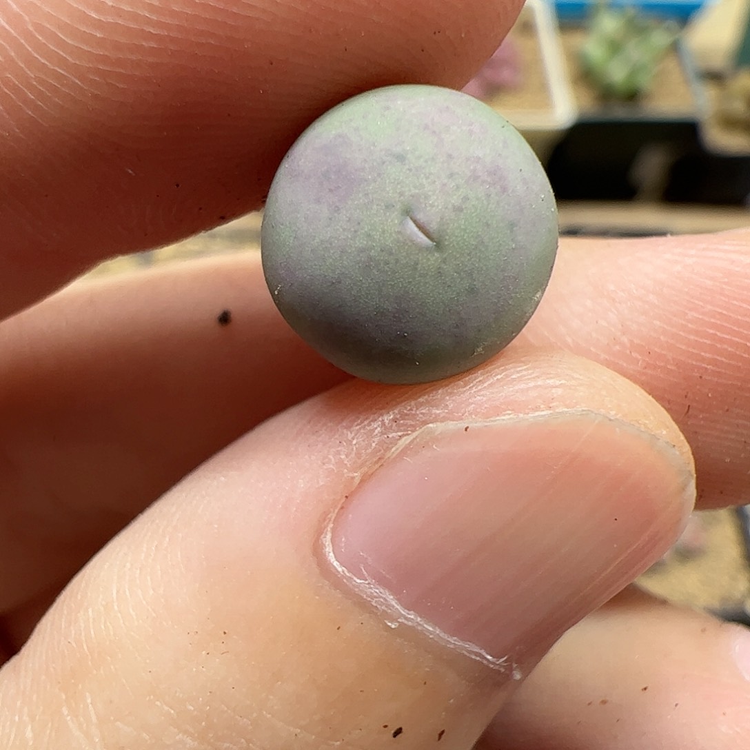 【闪购商品】101 v嘴