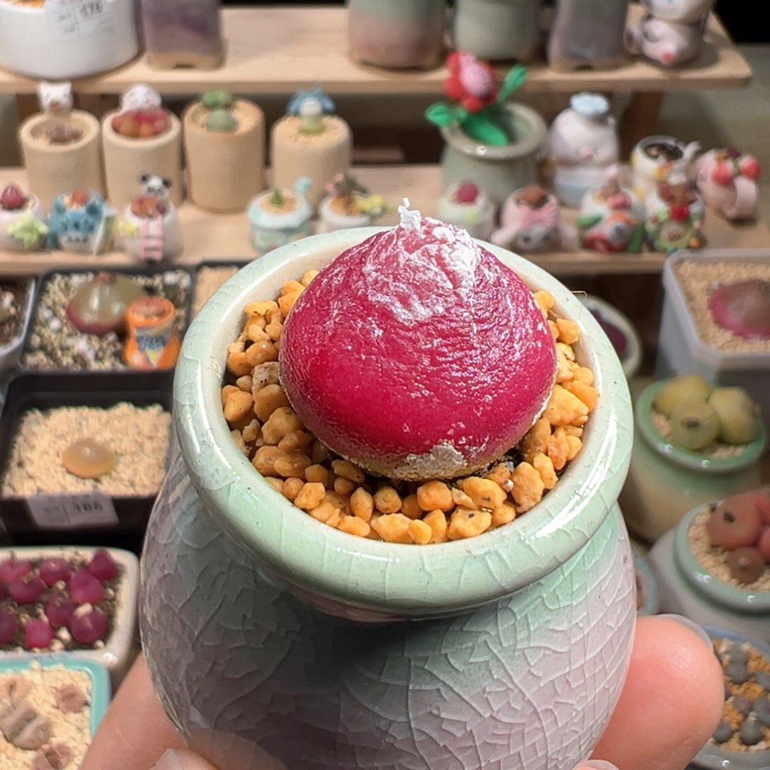 多肉植物206号红灯泡