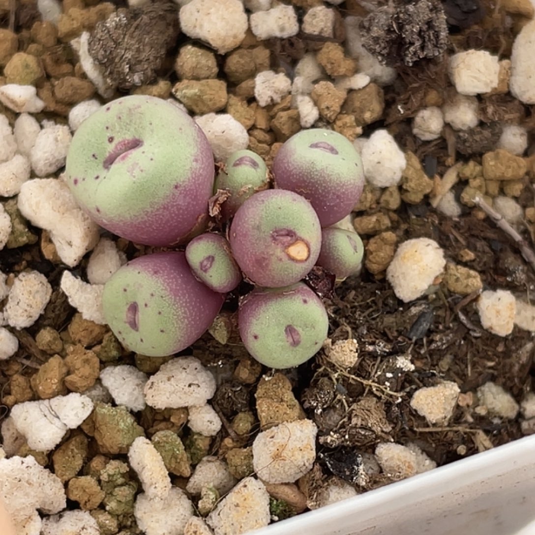 24-19贝特芬嘴多肉植物