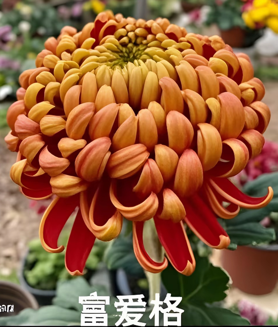 富爱格  特大花型带花苞菊花苗可盆栽室内外好养护花卉植物