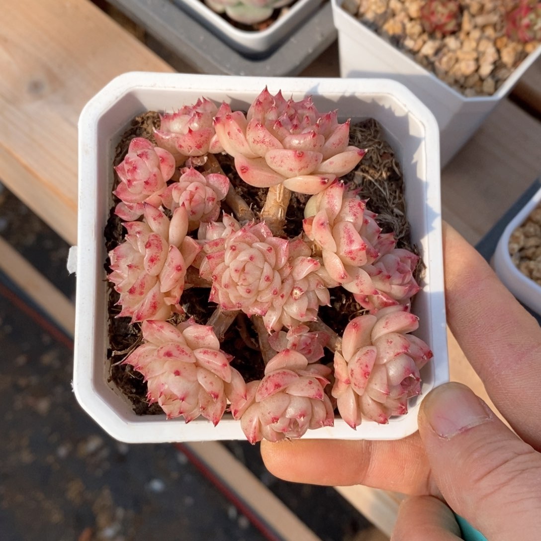 精品多肉一物一拍不包整171