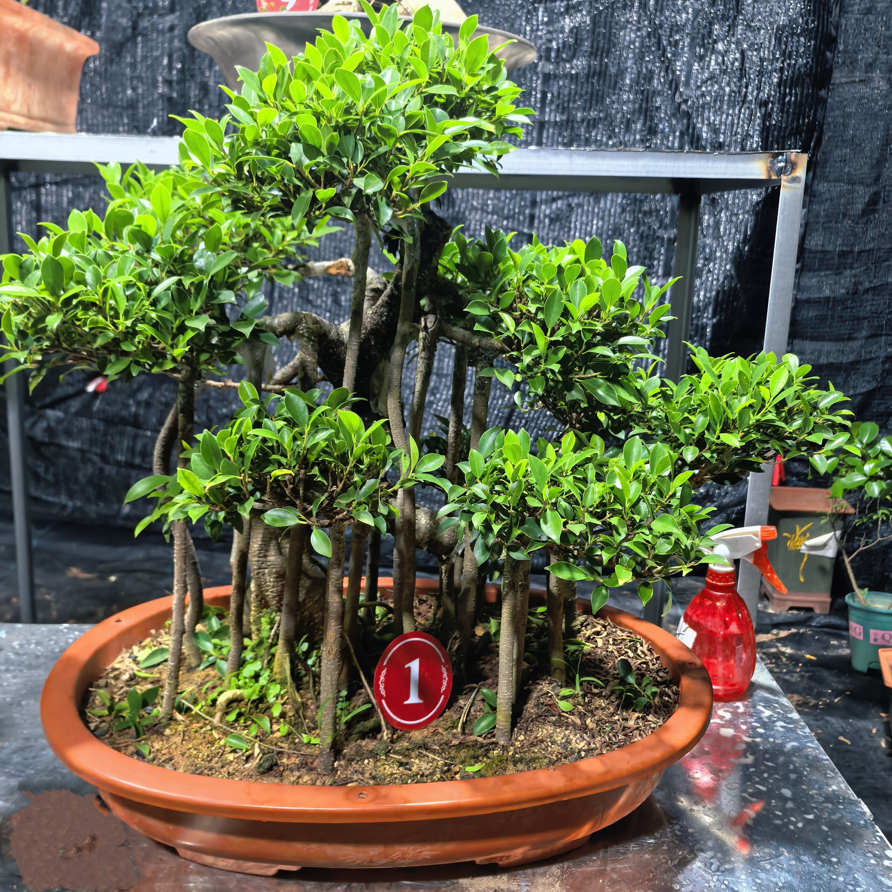 提根台湾虎皮榕树盆景四季常青适合室内室外摆放好养精品老桩盆景