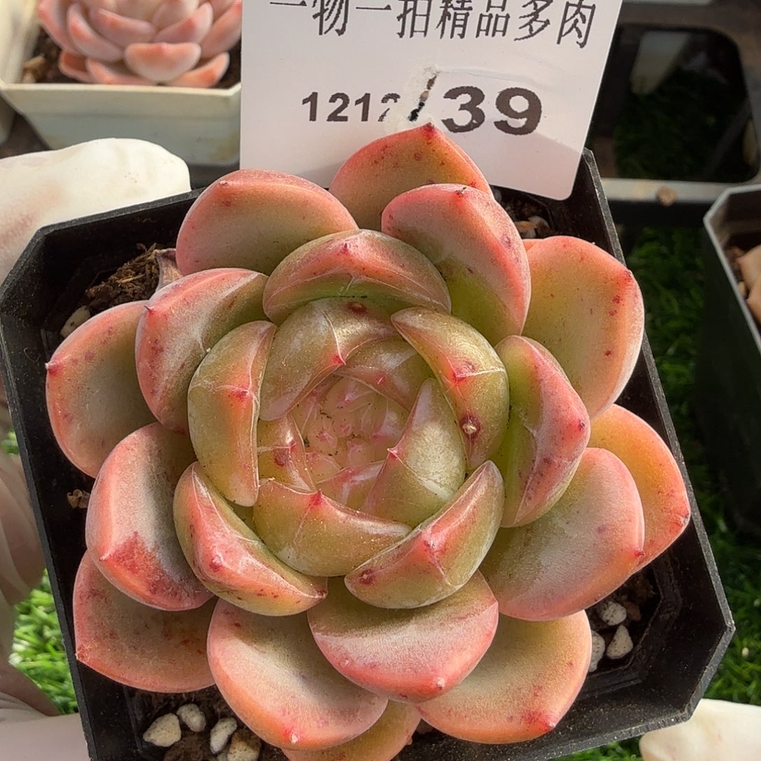 1212-39多肉一物一拍