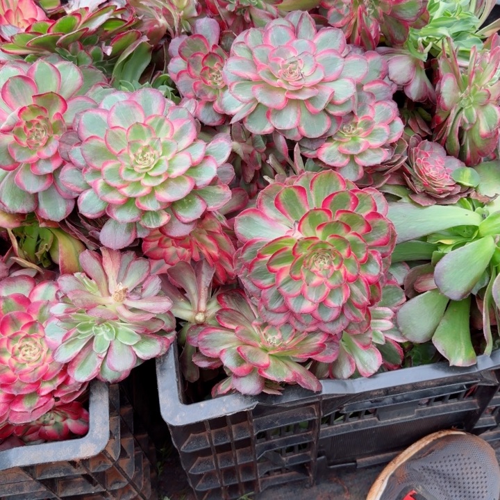 桃花坞嫁接无根啊啊啊