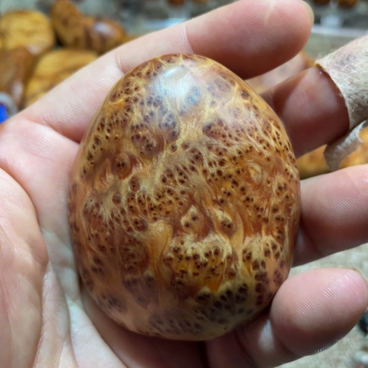 其他柏木（崖柏）把