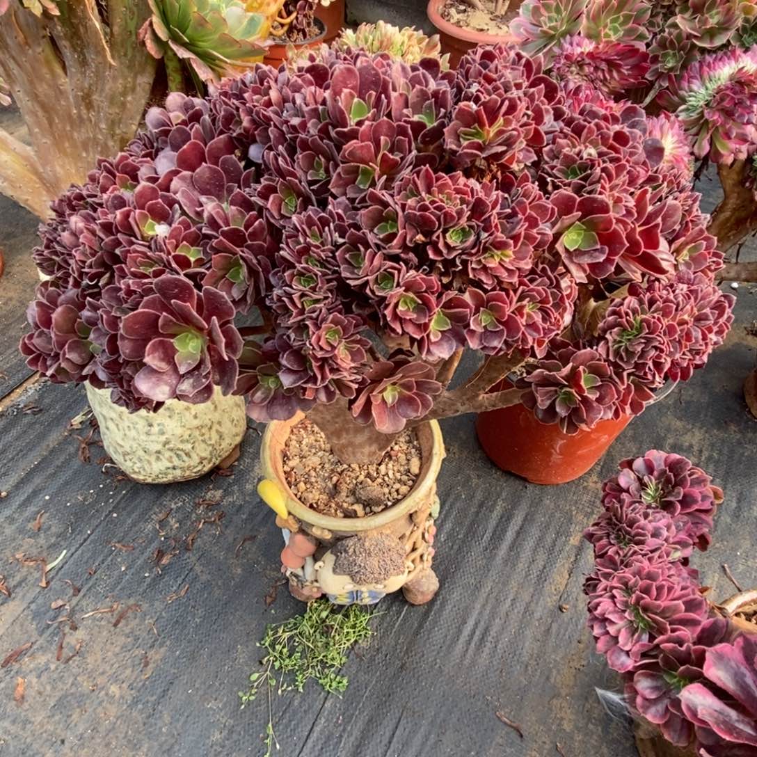 无花朵梅花朵朵缀