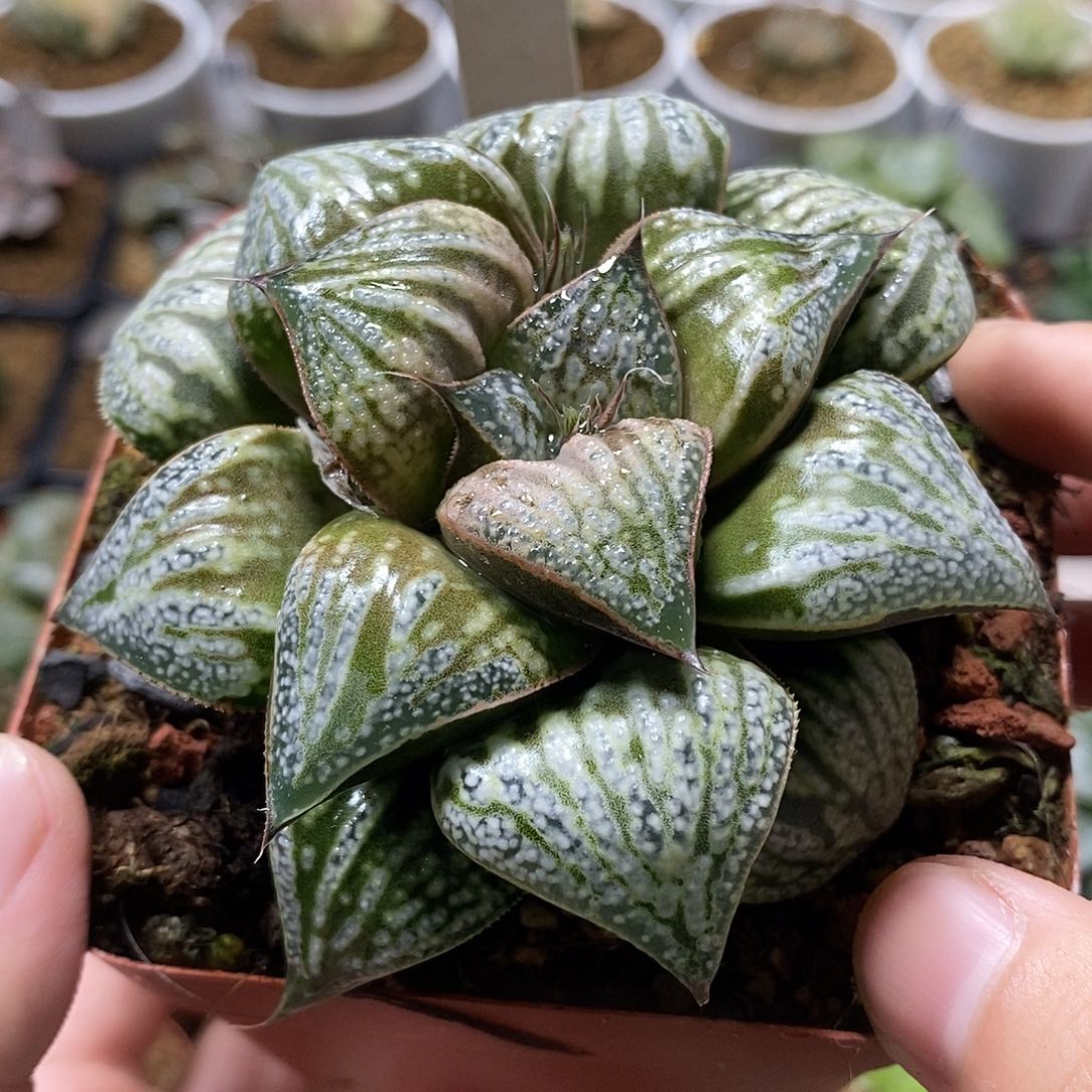 135花魁哈哈哈哈哈哈