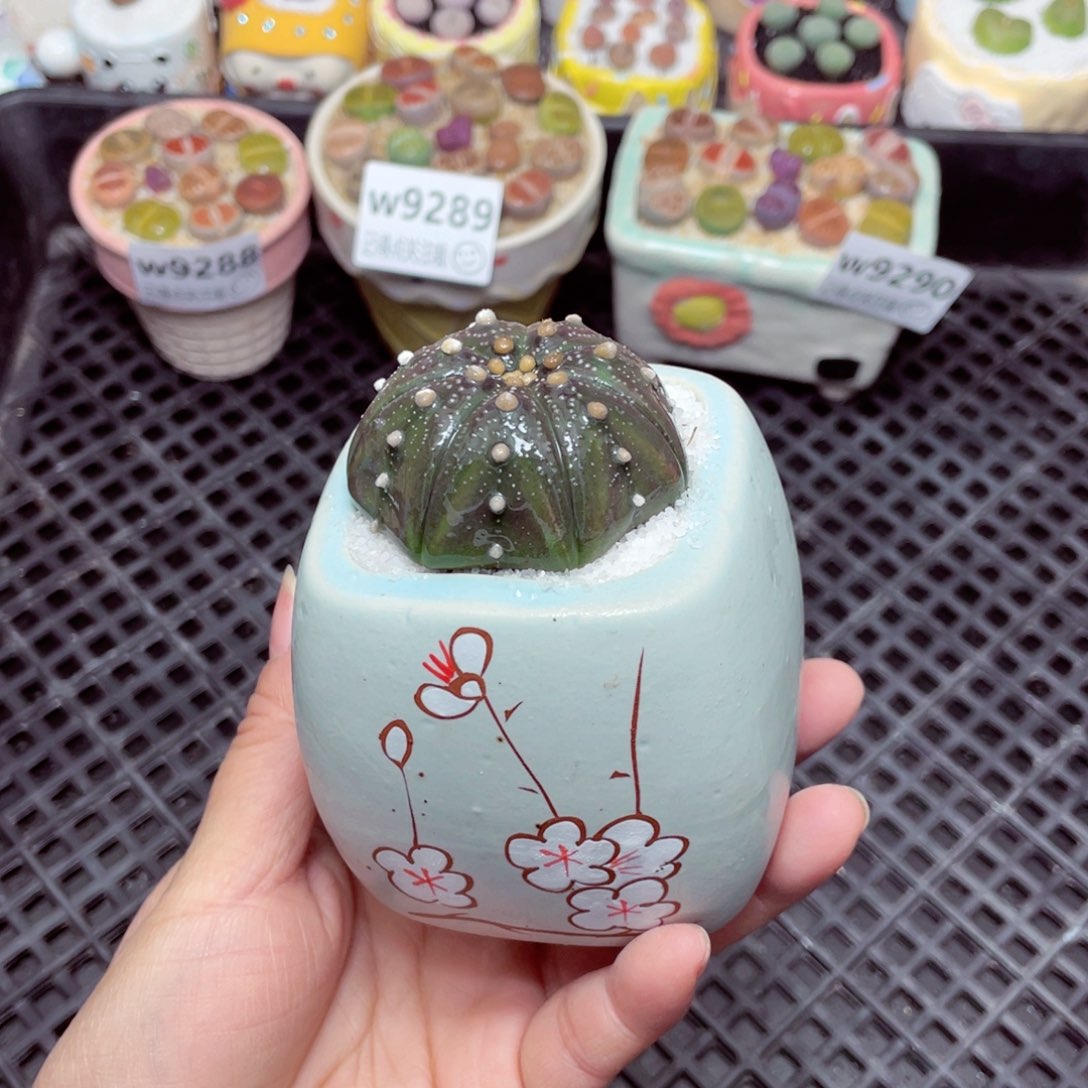 w9291 零下地区拍保温箱 -15支持寄养