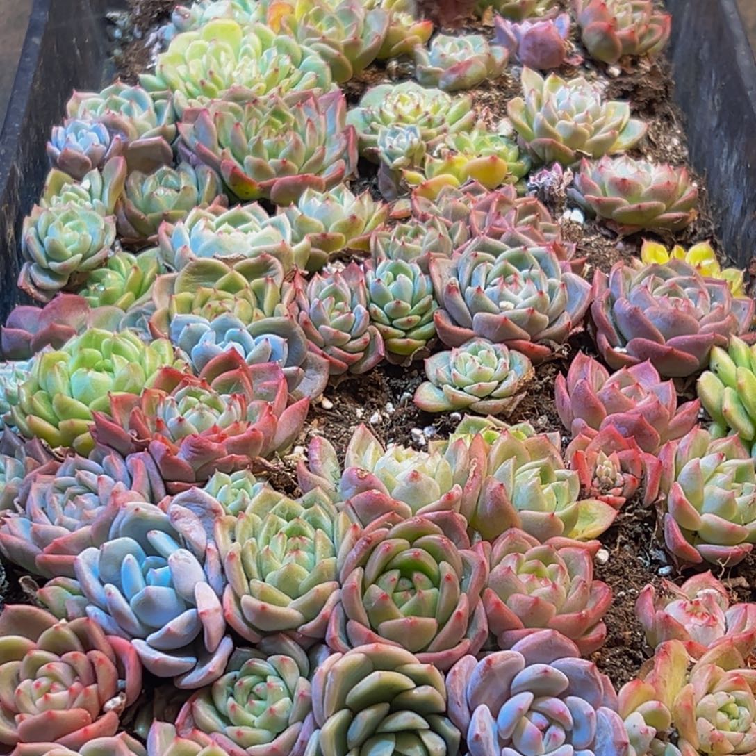 123多肉葡萄的味道是什么