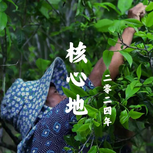 【支书优选】2024年 邦旭 核心地 头春普洱茶生茶散茶（带茶样）
