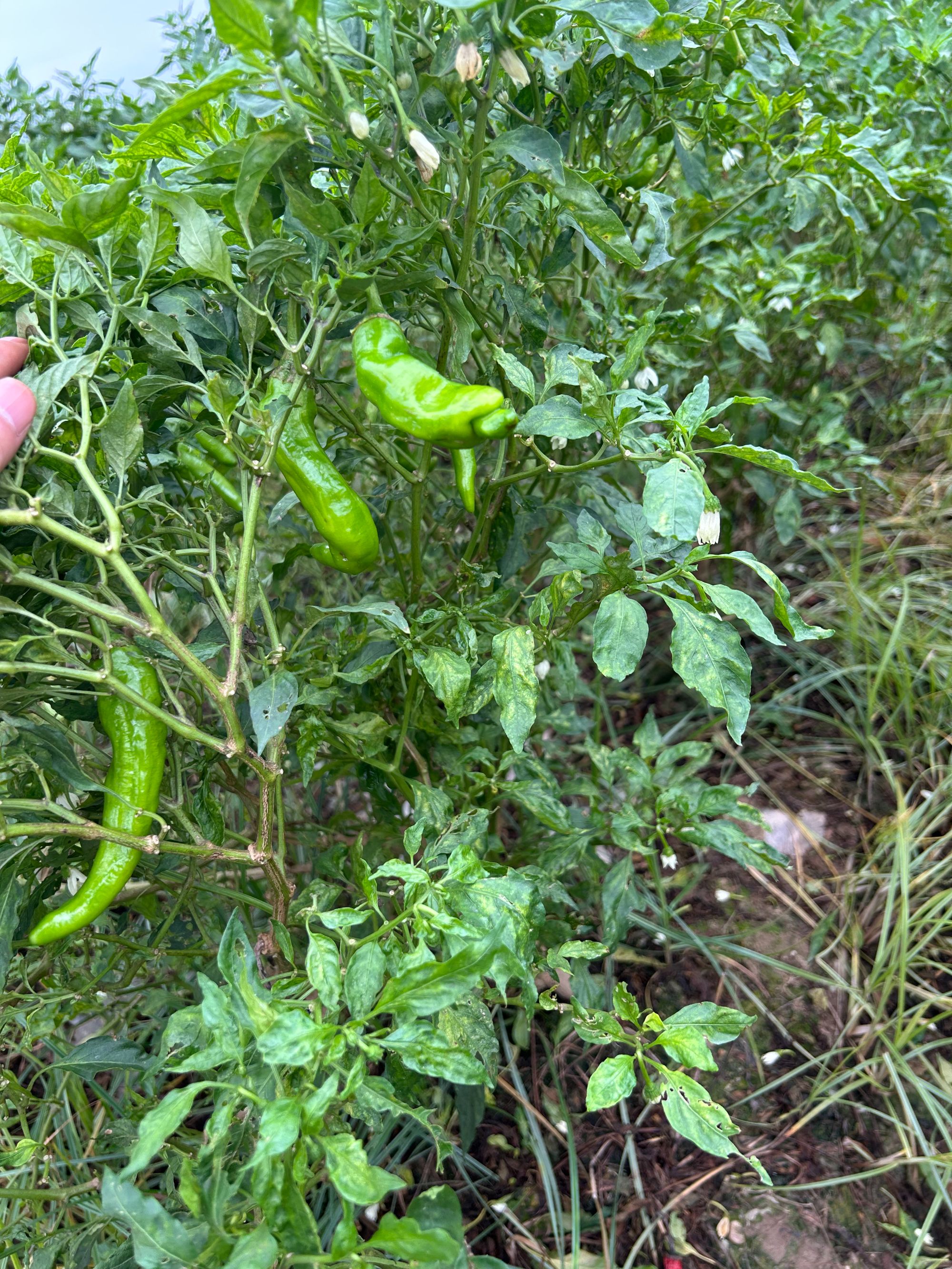 （扯树宝宝丑辣椒特价抢4.5斤）薄皮土辣椒新鲜椒扯树青椒宝宝辣椒