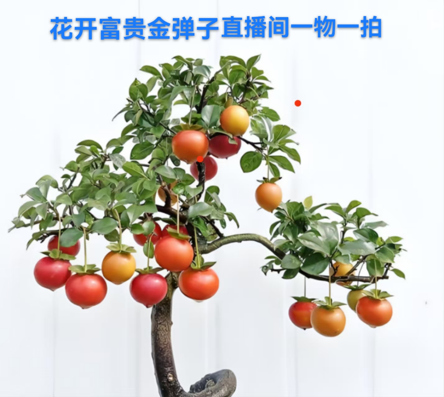 金弹子小盆景一物一拍（介意掉果慎拍）