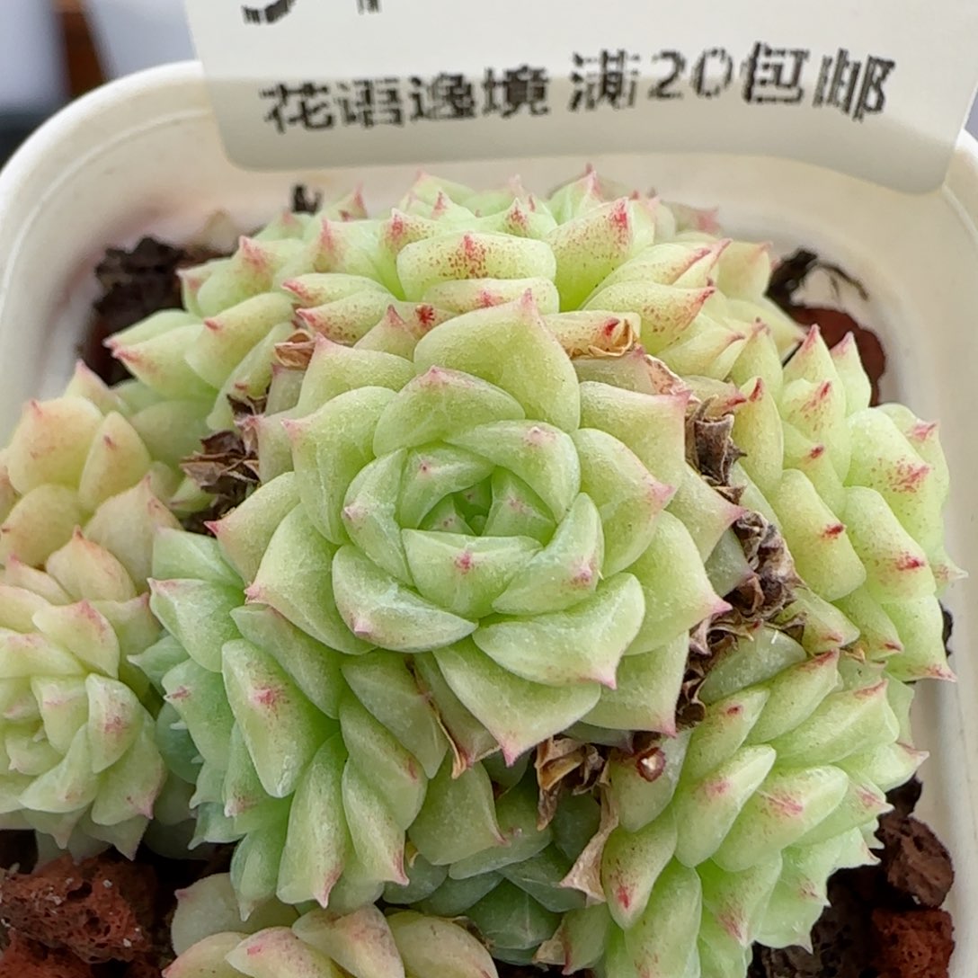 花语逸镜0827-94散