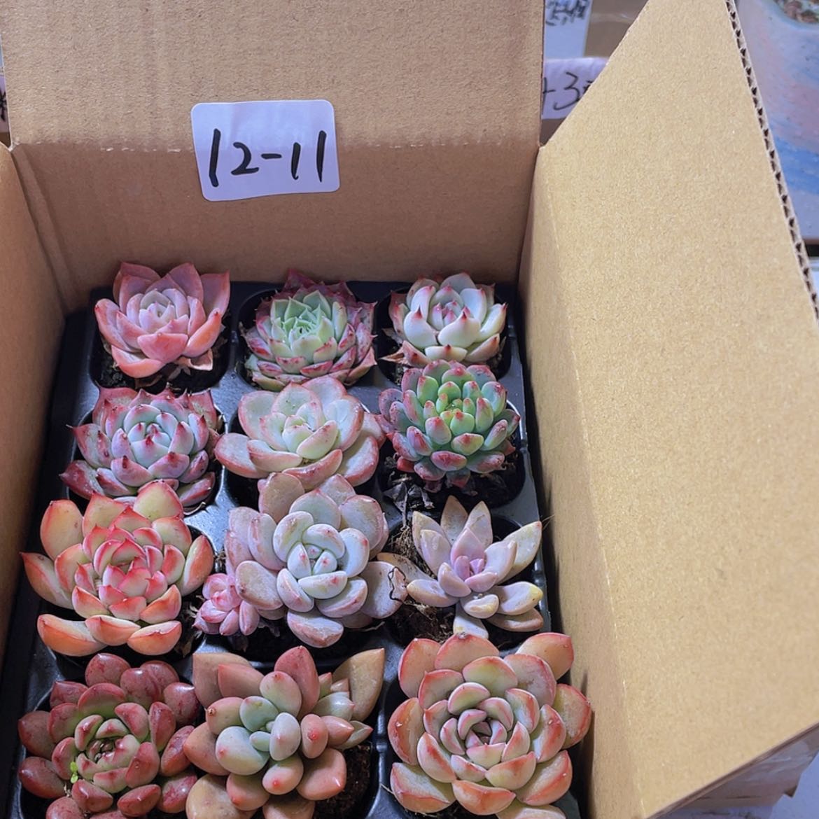 【闪购商品】12颗-11