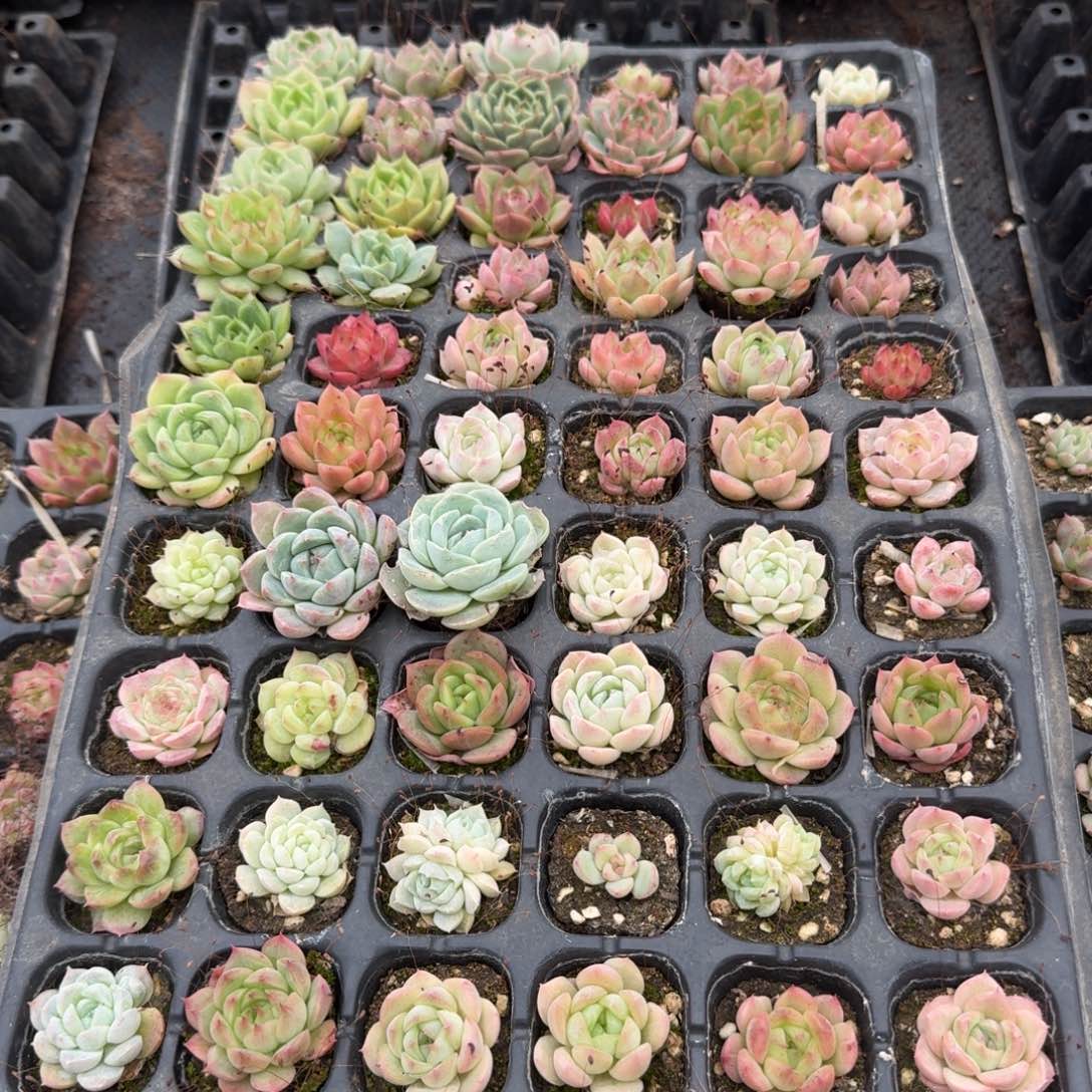 10-50未选育麦秆一盘量拍左四