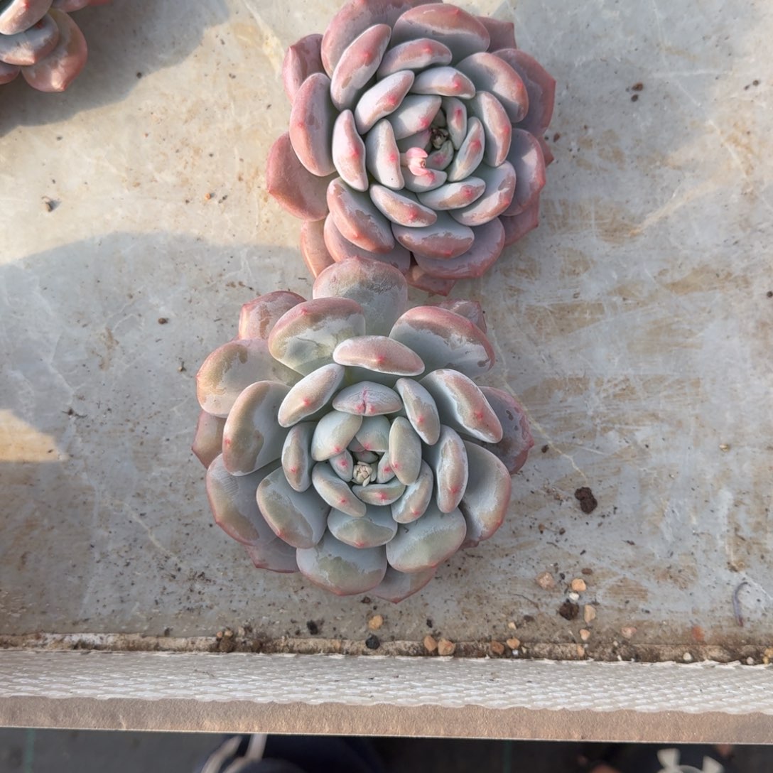 香橙 单头 2颗 一物一拍