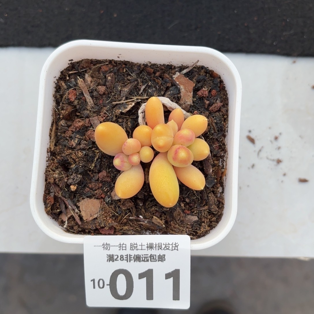 金蟾双头多肉多肉多肉