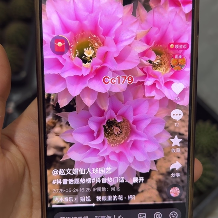 无花朵无根侧芽歪cc179