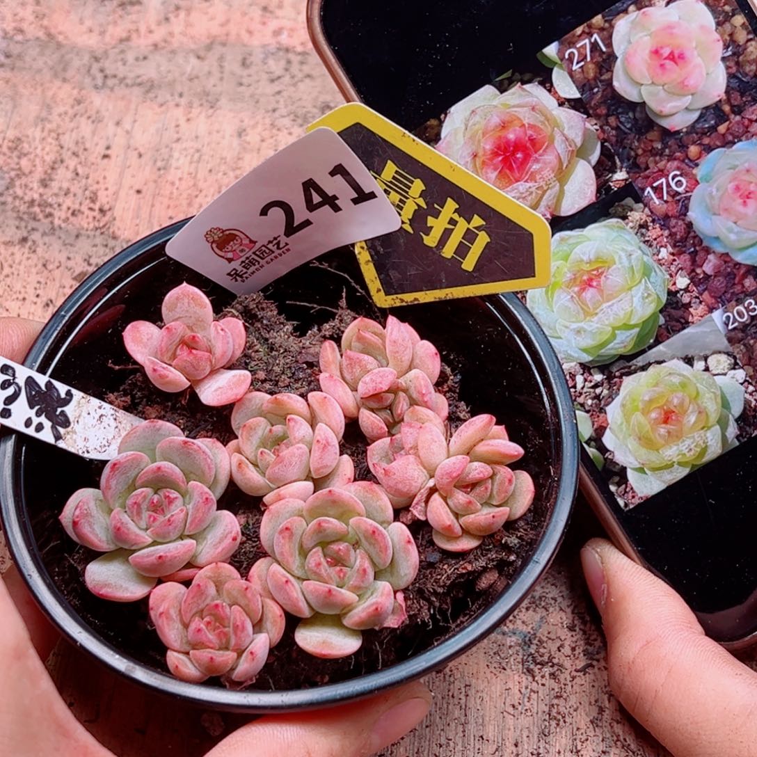 多肉植物多肉植物