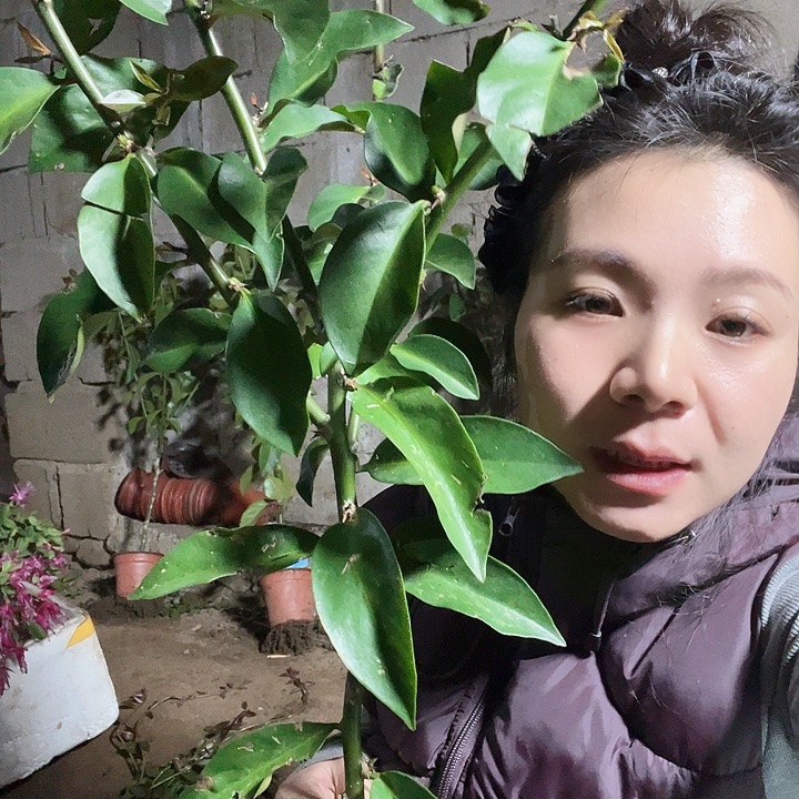 ****◡7800叶仙4分枝一颗