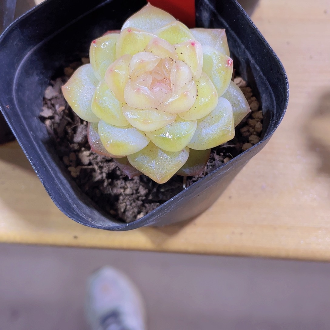 269号 冰透珍妮一颗