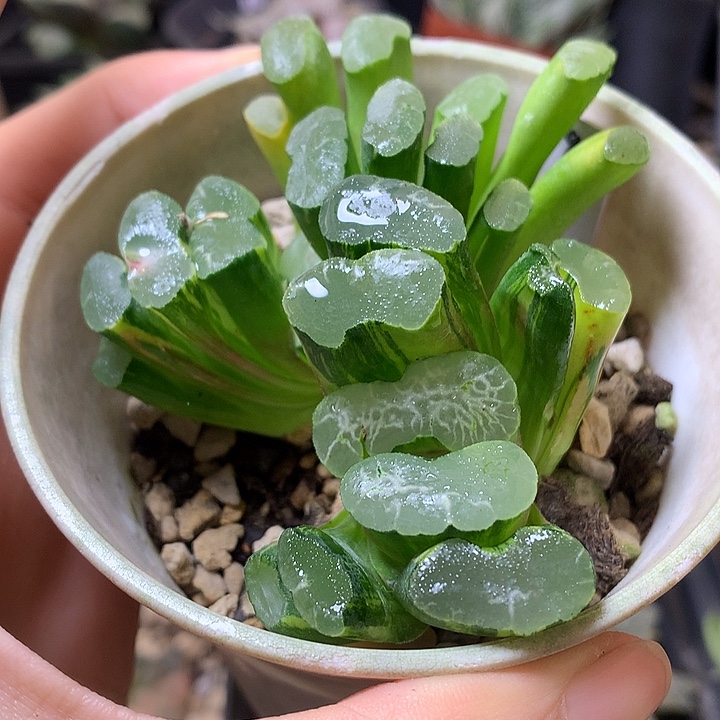 长乐玉扇锦带盆土发货