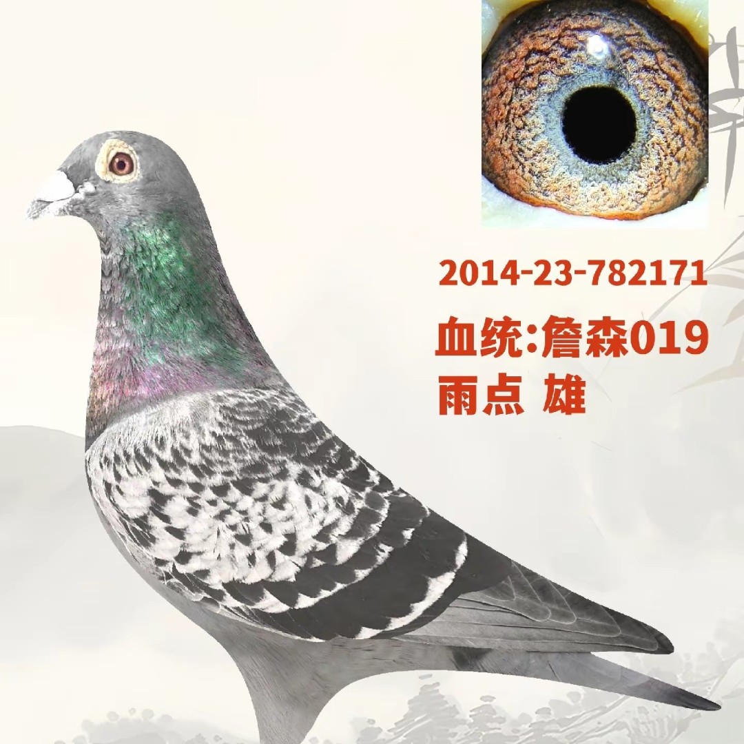 赛鸽信鸽种鸽血统鸽幼鸽子精品