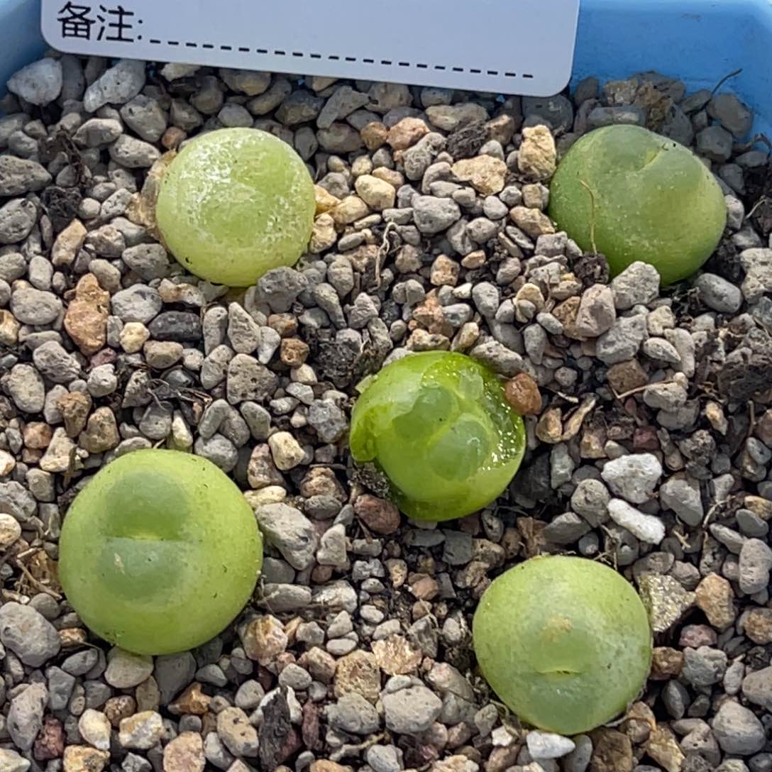 5725拉登5颗尺寸1.2