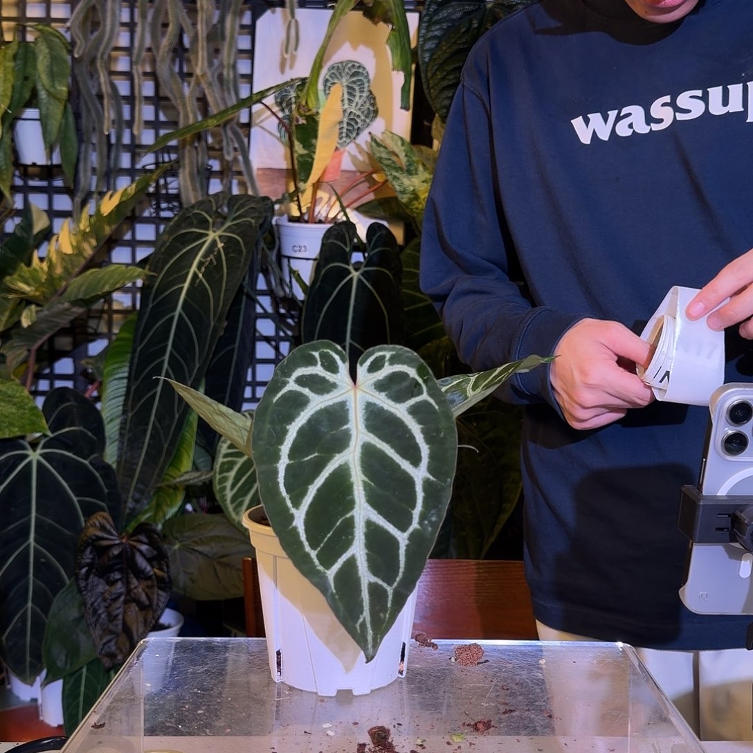 完全开放N12  黑骑士