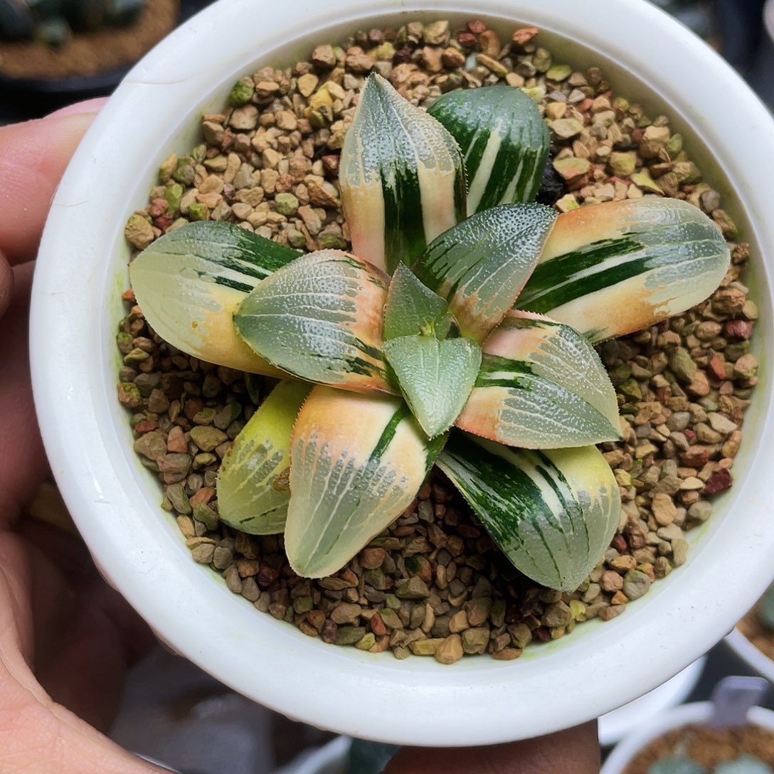 实生克锦十二卷多肉