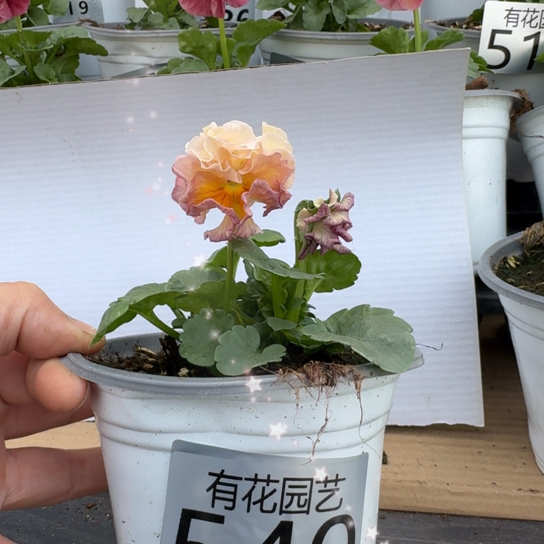 无花朵540号角堇