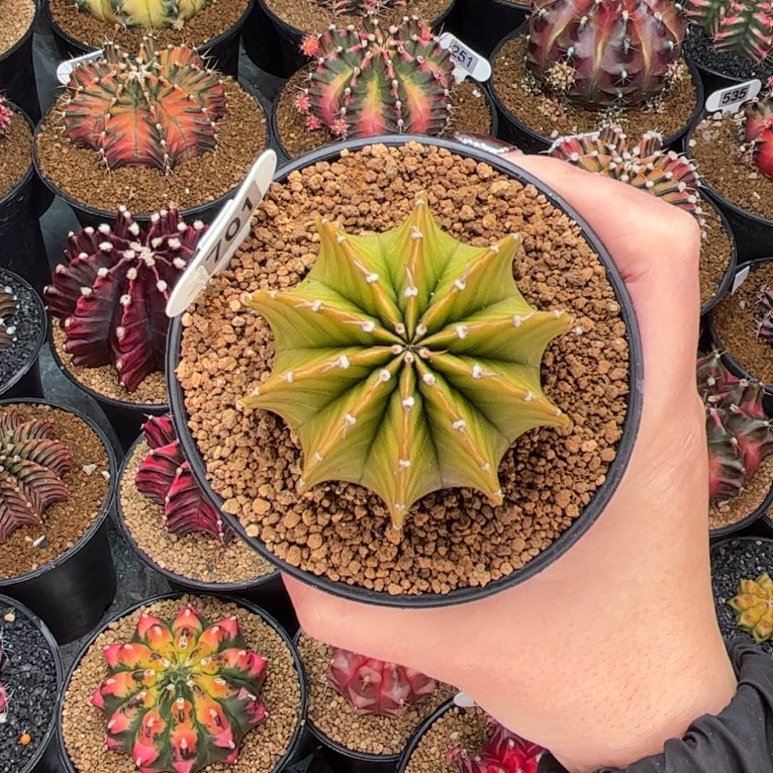 柠檬肋骨 米哈仙人球