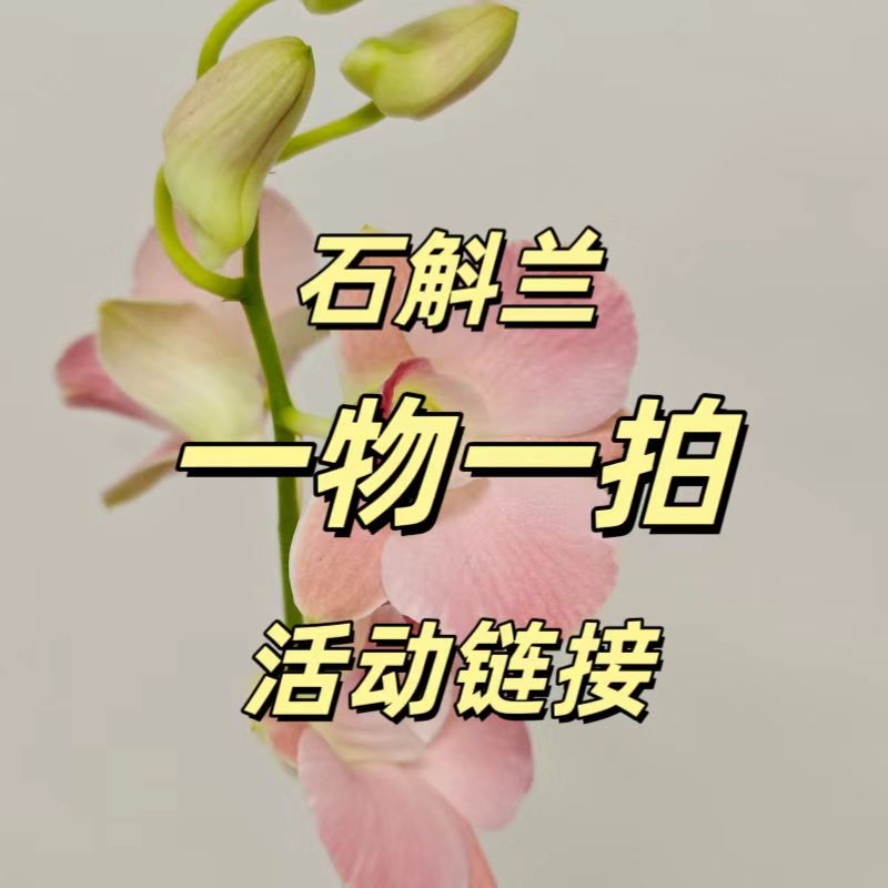 本店热销秋石斛活动价