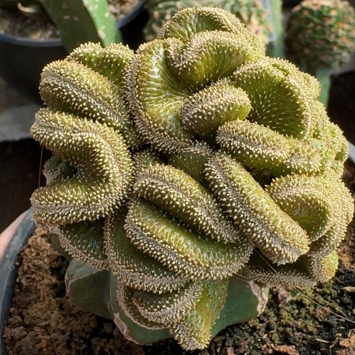 福利薄叶花龙缀0651