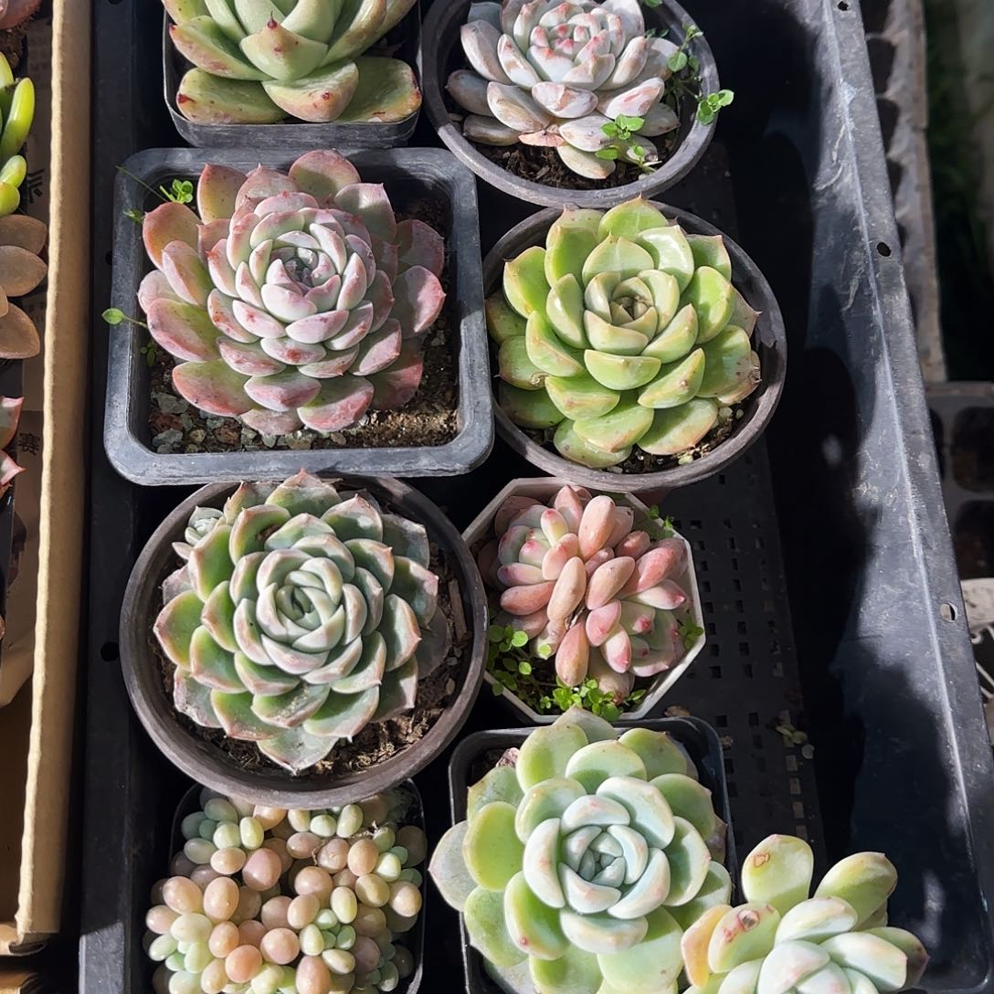 多肉植物带盆发货