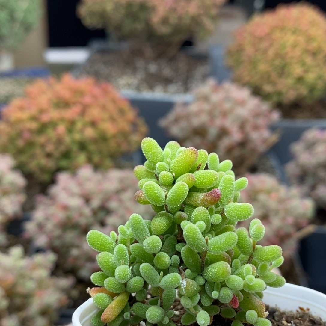 晚*安金橘糖球5302枝干番杏