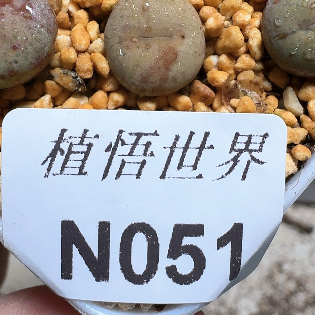 051号多肉植物哇f f