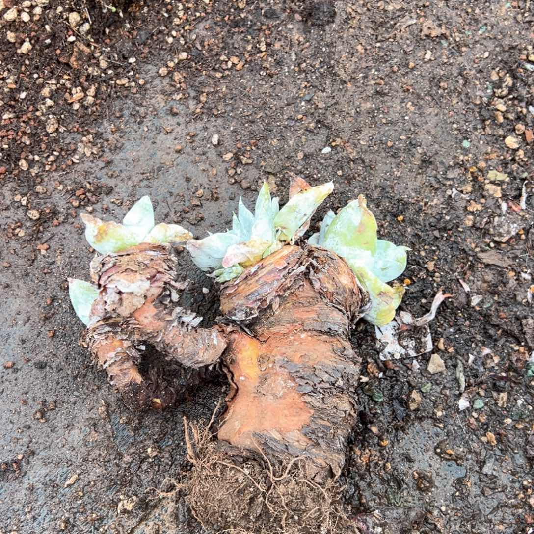 417福利四头牡丹哈哈哈