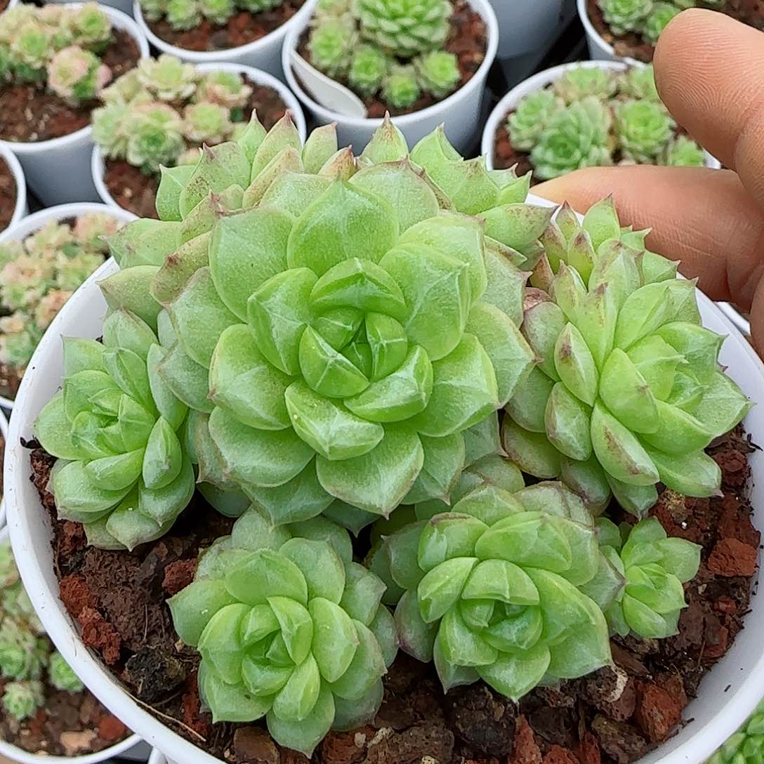 【闪购商品】0510-102（ttp-23）