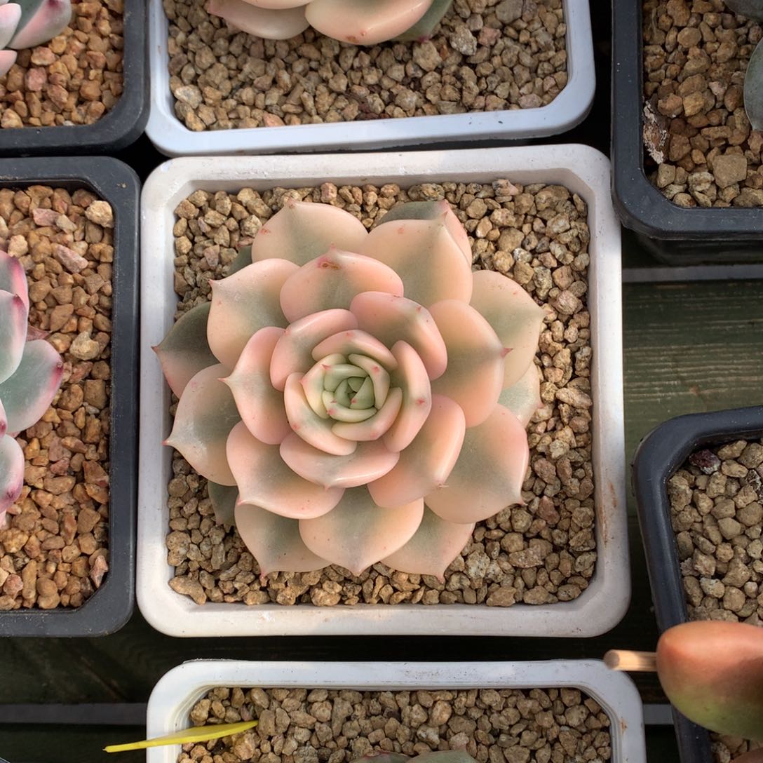 贝加尔湖锦 一颗    