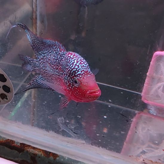 罗汉鱼22222223232