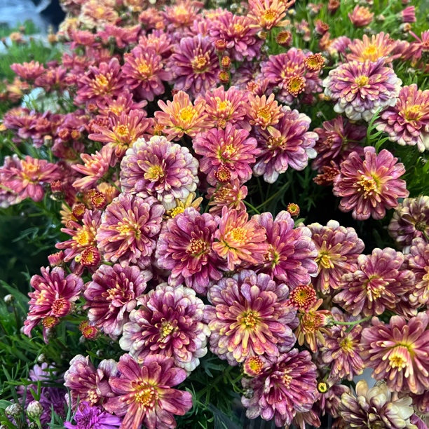 爱丽丝橙玛格丽特菊花盆栽多年生易爆花新手易养护