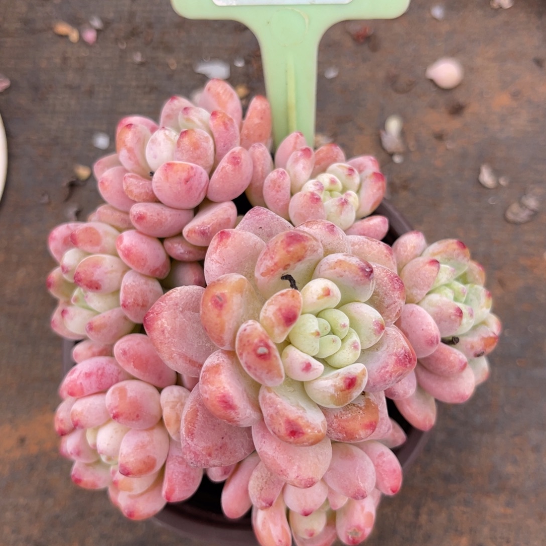 云尘多肉一物一拍