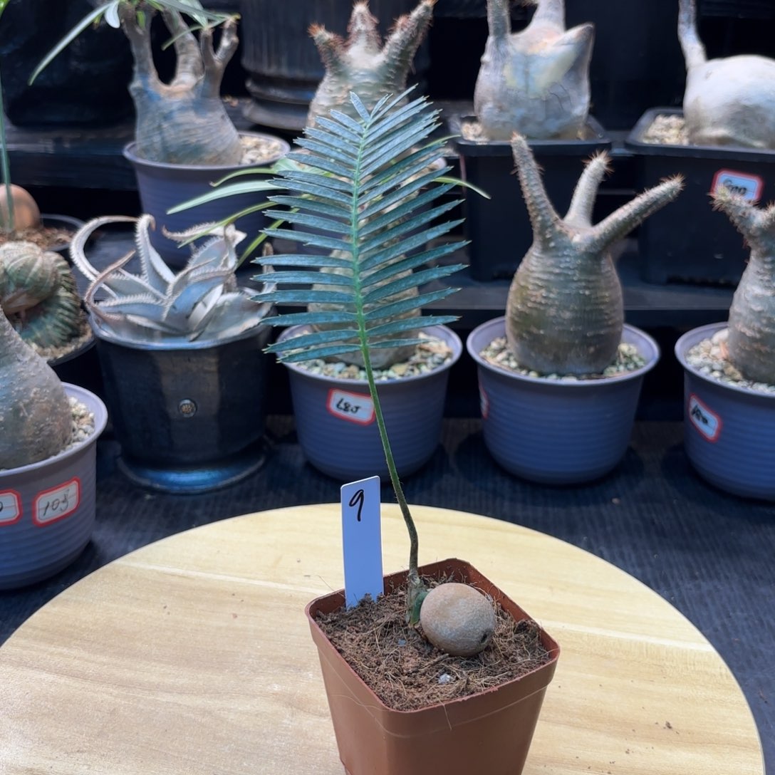 鱼骨双子铁带盆土。