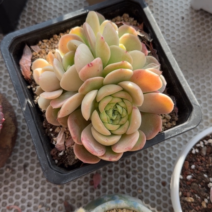泡泡冰多肉植物xycgcg